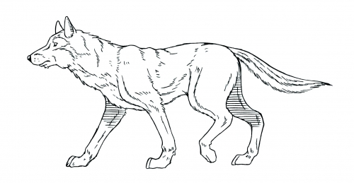 犬科动物走路跑步关键桢图解