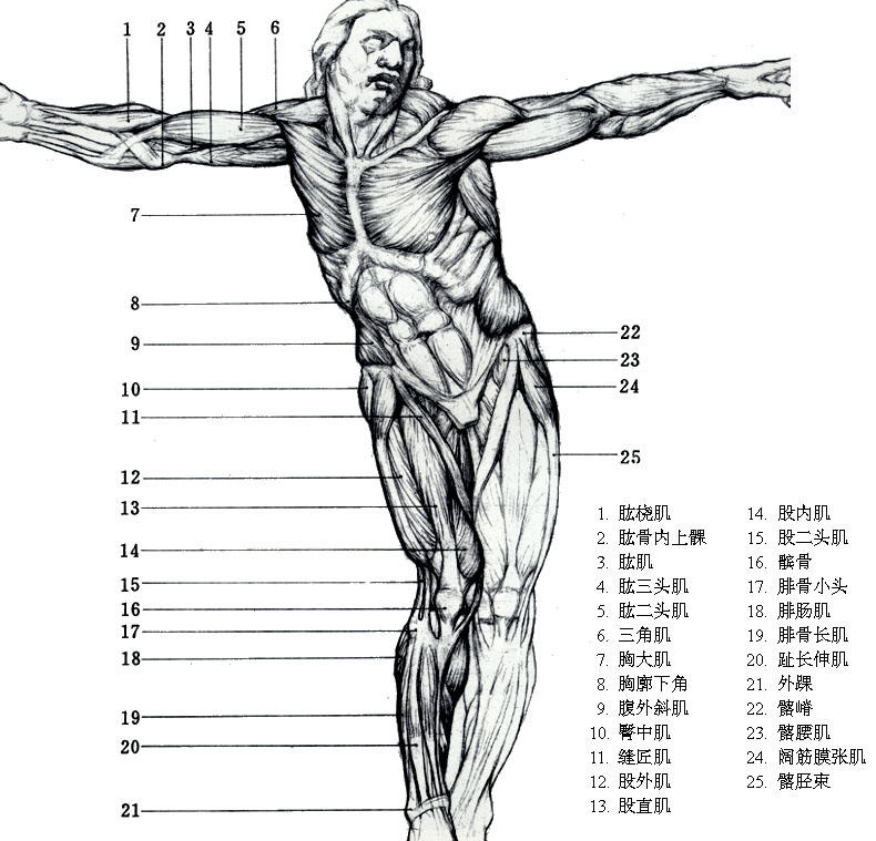 人体结构图角色建模师必备