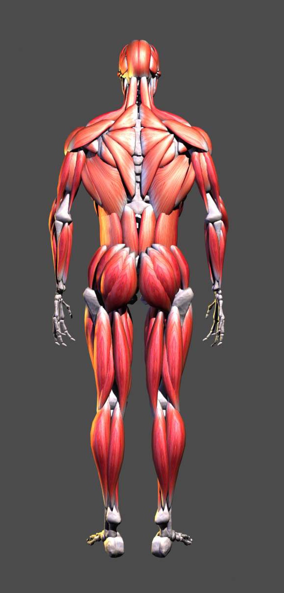 3d肌肉解剖图!希望对大家有帮助
