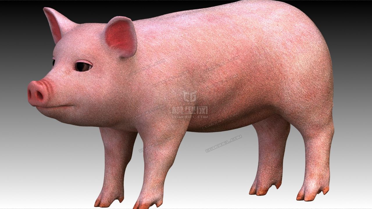 带绑定的猪,粉红猪,四足动物