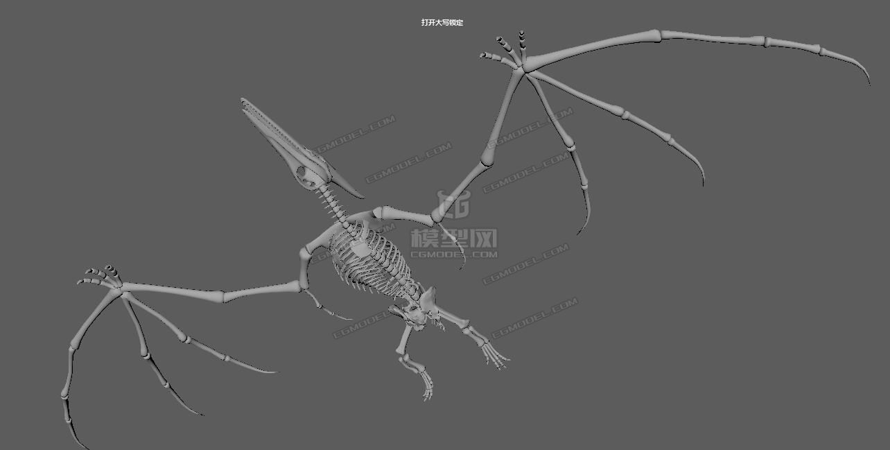 古代翼龙骨架
