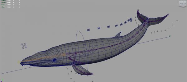 鲸鱼3d模型下载