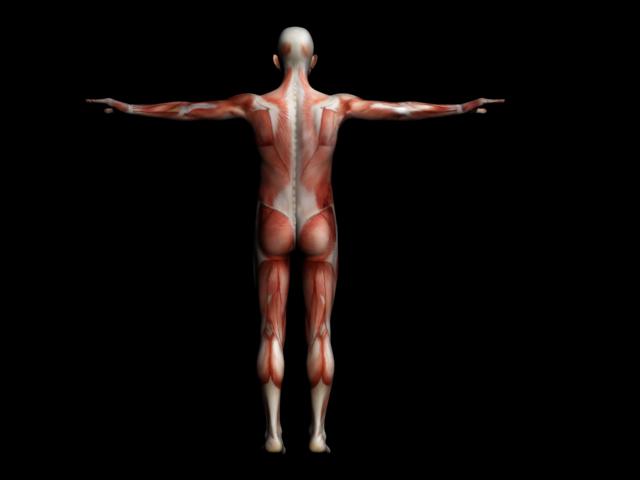 带骨骼绑定带贴图的肌肉男人体 人物模型