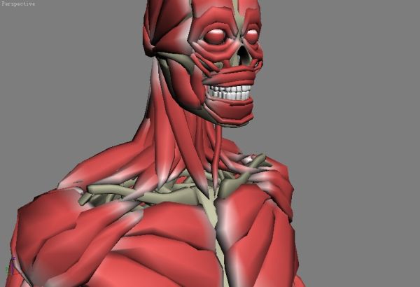 人体骨骼 肌肉 男人 现代写实 解剖_游戏视觉作品__cg
