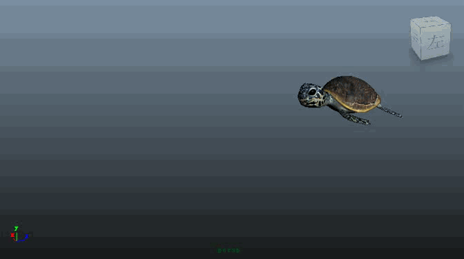 小海龟破壳而出 海龟蛋 小海龟翻身 海龟出生 海龟爬