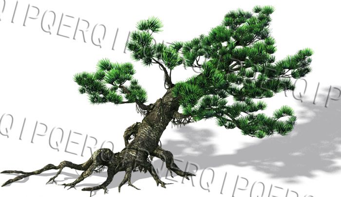 高精度写实的松柏乔木大树,万年青大松树