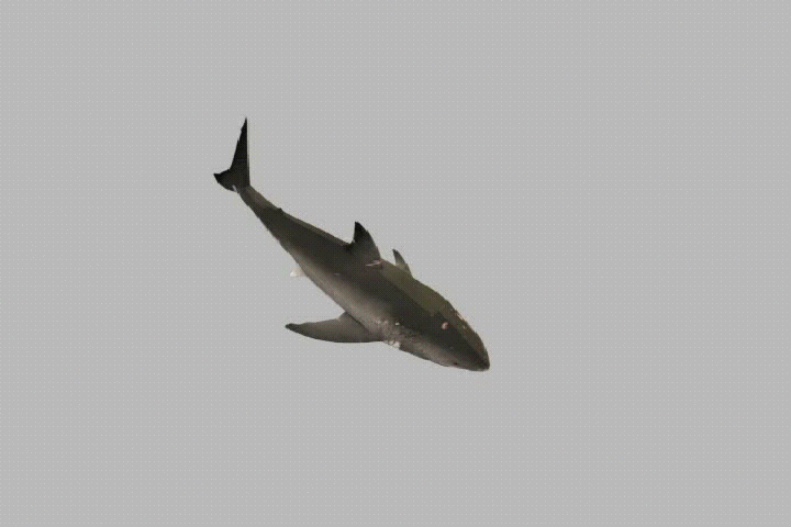 3d(鲨鱼)模型带动作和预渲染图(max场景格式打开即用)
