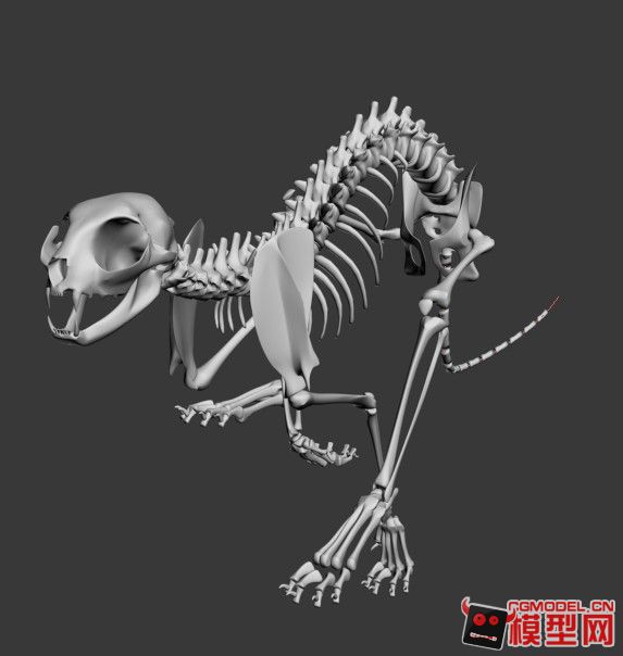 奔跑猎豹 骨架-哺乳-动物-舟心-cg模型网