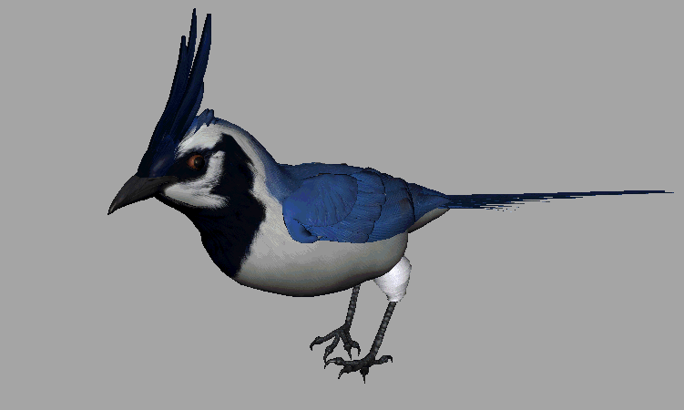 美丽的小鸟1——蓝松鸦,l蓝鹊,画眉鸟,带10种常见动画