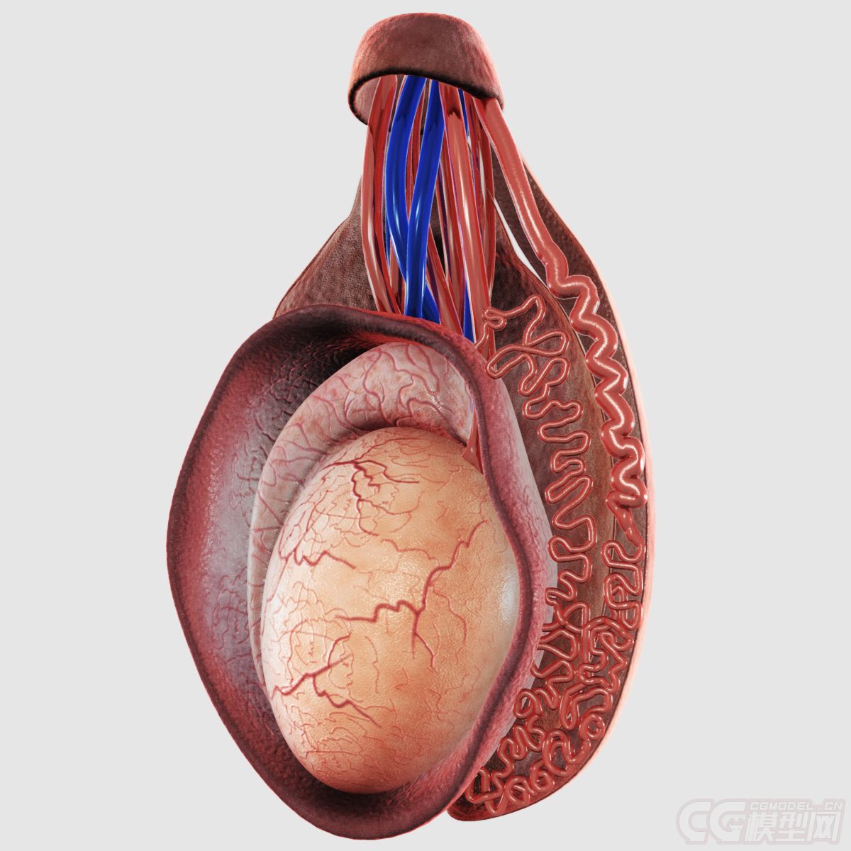 睾丸,精巢,男性生殖器,阴囊蛋蛋,testis精子testicle睾丸