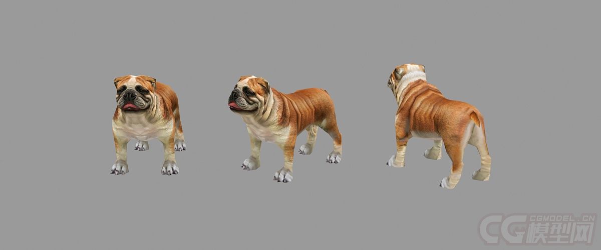 低模 英国斗牛犬 写实宠物狗_hilily作品_动物哺乳_cg模型网