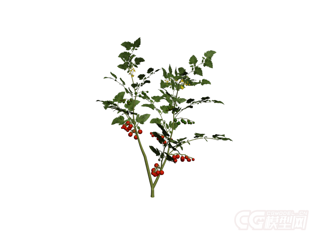 写实 小番茄树生长过程,从开花到结果,果树,植物