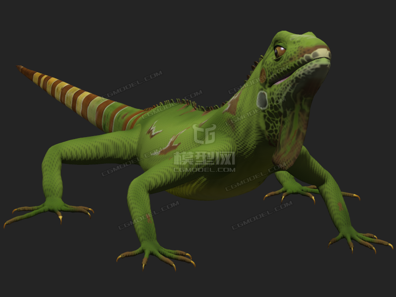 影视级写实蜥蜴 巨蜥大蜥蜴鬣蜥 iguana 变色龙