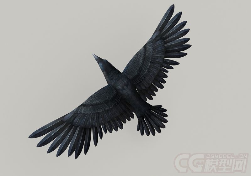 超写实乌鸦 crow 鸟带动画