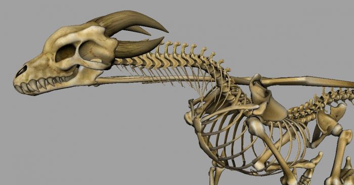 影视级别龙骨骼,飞龙骨架,带绑定,2k贴图,带maya-max-fbx格式
