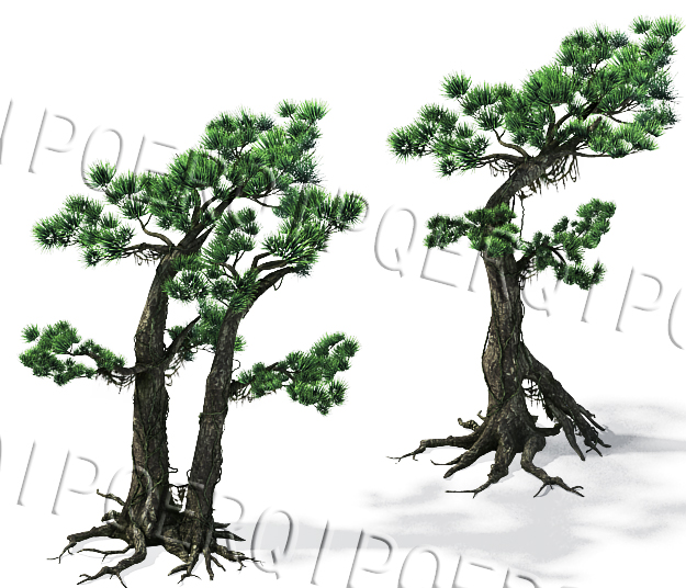 三颗挺拔美观的青松翠柏3d高模模型,高精度的松树松柏,山崖上的写实