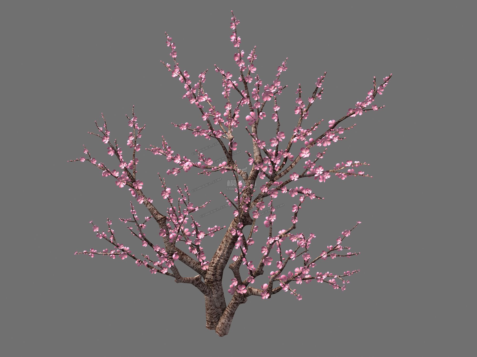 自制两颗高精度桃树粉白两种颜色