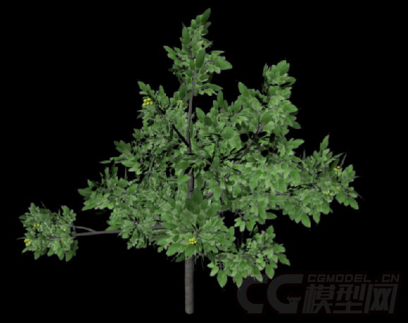 3d植物模型—核桃树