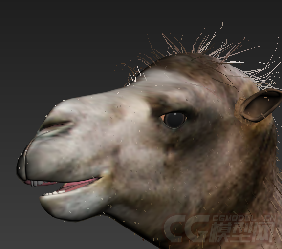 骆驼影视动画模型