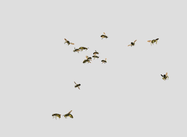 电影动物全集昆虫篇1——四种样式的蜜蜂,黄蜂,马蜂及群集动画,maya