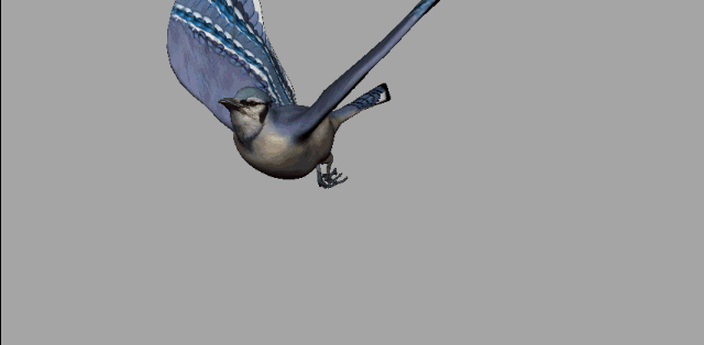 影视级别动物全集(鸟)53——蓝鸟,云雀,蓝松鸦,带起飞