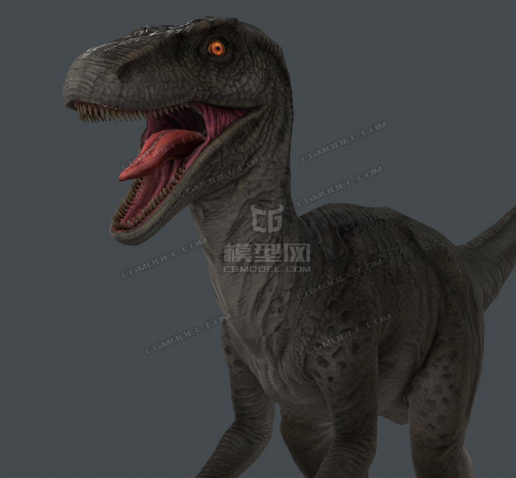 侏罗纪恐龙迅猛龙快盗龙速龙raptor模型带骨骼