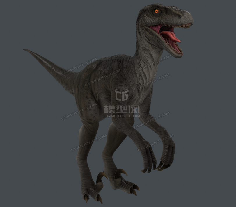 侏罗纪恐龙迅猛龙快盗龙速龙raptor模型带骨骼