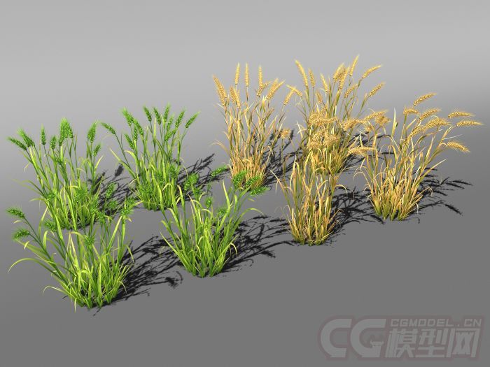 麦子,wheat,麦穗,麦田_三维盲流cg作品_石头植物草类_cg模型网