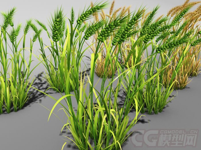 麦子,wheat,麦穗,麦田_三维盲流cg作品_石头植物草类_cg模型网