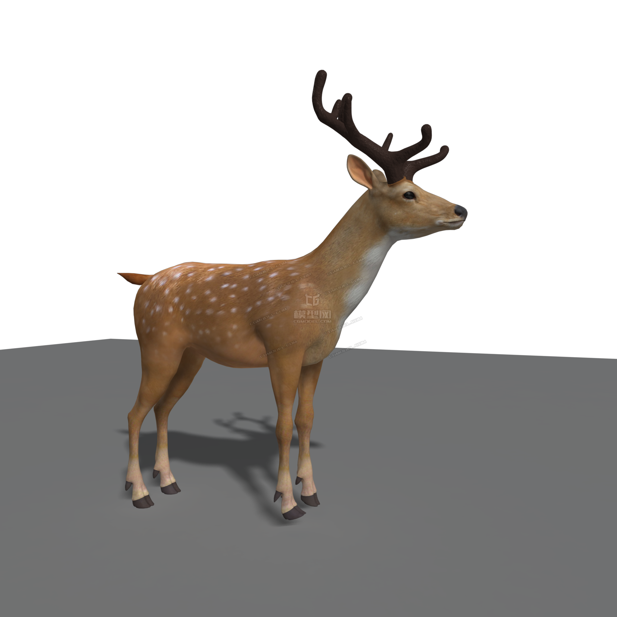 影视级写实鹿模型一只