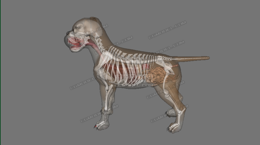 项目医用解剖狗狗,含骨架,全内脏,贴图全