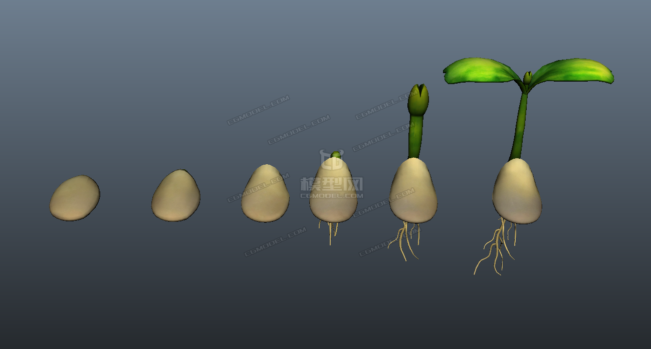 种子发芽过程_飘渺大哥作品_石头植物树木_cg模型网