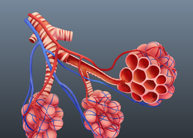 器官 医学 人体 肺 肺泡模型结构-CG模型网(cg