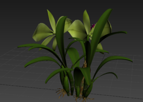 花卉,卡特兰写实模型_art_verve作品_石头植物花卉_cg模型网