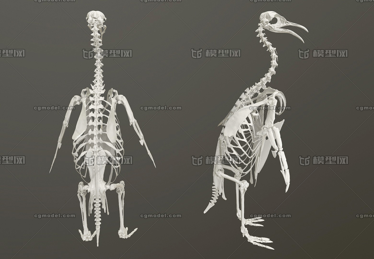 超精细 帝企鹅 骨骼 3d扫描 企鹅骨骼