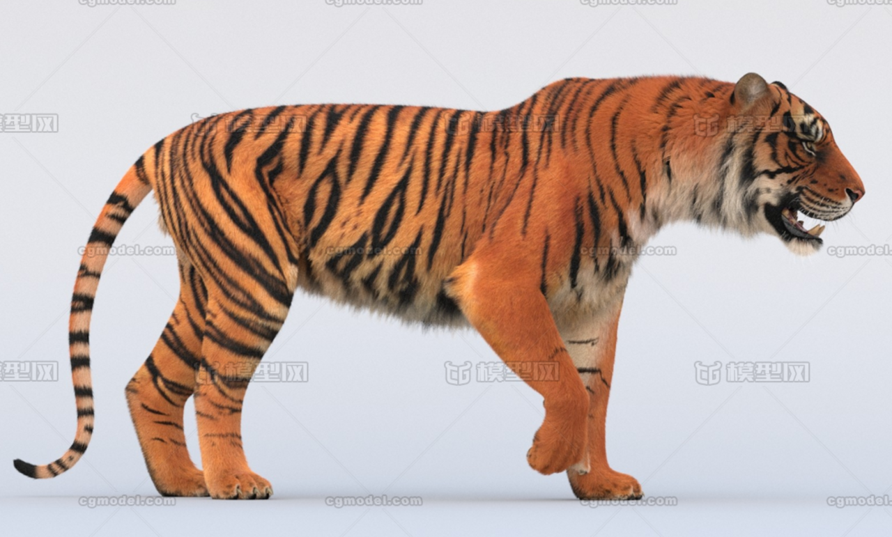 老虎tiger带绑定东北虎华南虎影视级别老虎