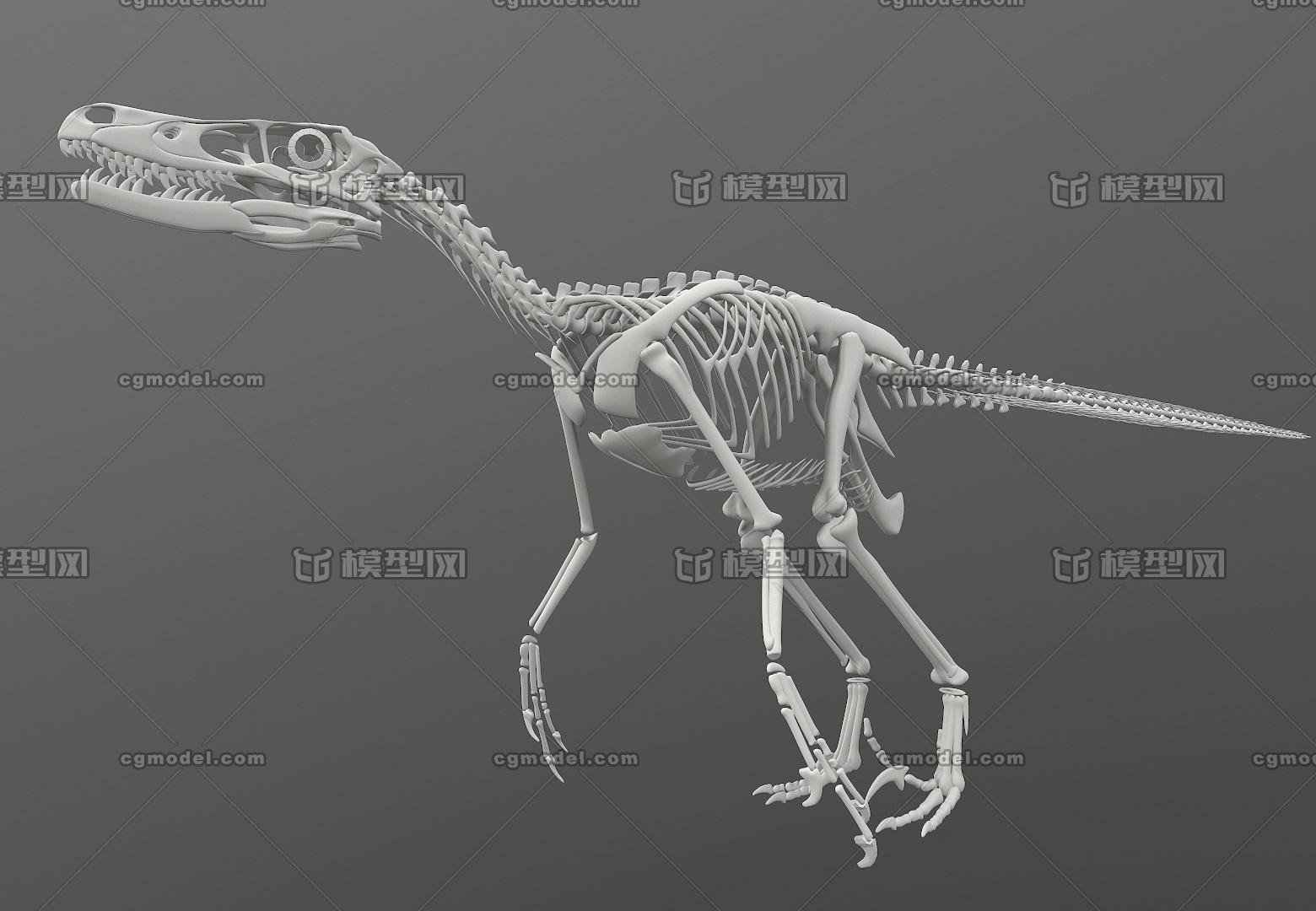 白垩纪 迅猛龙  高精细全身骨架  标准四边面  快盗龙骨骼   恐龙