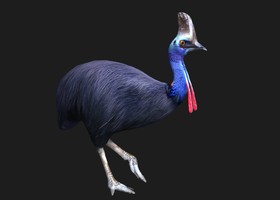 鹤驼 澳大利亚鸟类 带FBX格式 带动画-CG模型