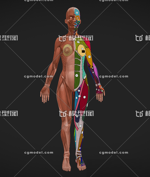 人体剖面图 肌肉人 人体穴_建筑者作品_人物人体器官_cg模型网