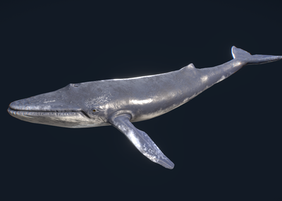 PBR带动画 蓝鲸 骨骼绑定带游行动画 海洋哺乳