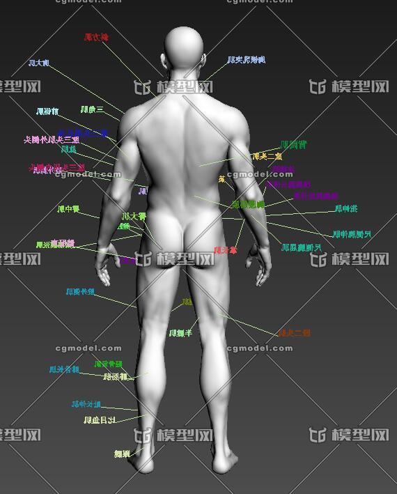 高精度男人体和全身肌肉名称标注,模型完美布线