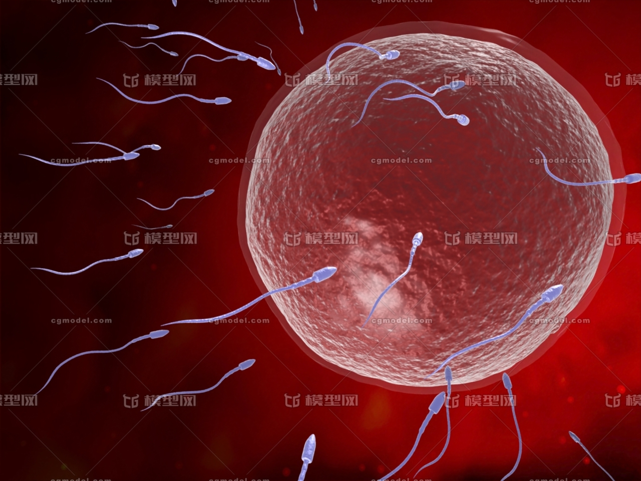 受精卵胚胎2_1920X1080_高清视频素材下载(编号:3350603)_实拍视频_光厂(VJ师网) www.vjshi.com