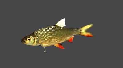 次时代模型_写实淡水鱼_海鱼_带法线贴图_带