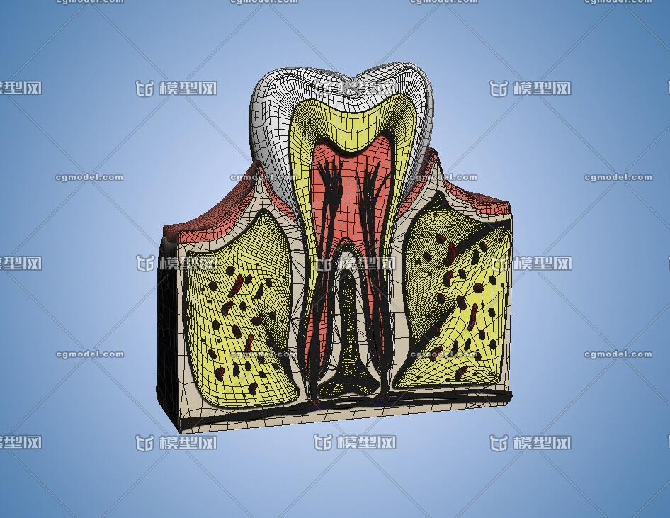 高精度牙齿剖面图 牙床皮层 牙齿结构 神经血管 分层牙齿结构 医疗