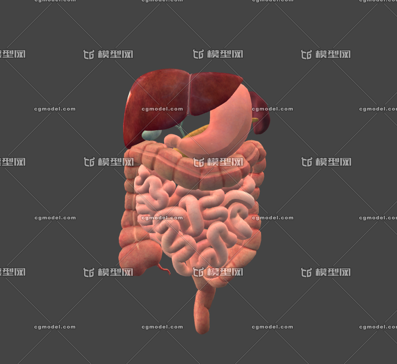 医疗模型下消化系统 包含:(胰脏 肝胃 肠道 胆囊 脾脏