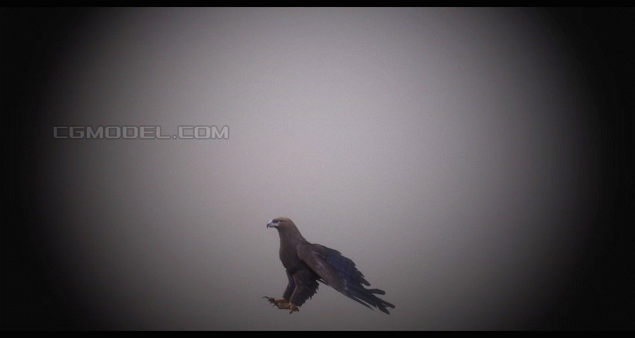 精细老鹰 pbr 三个飞行动作和起跳飞行-飞禽-动物-飞