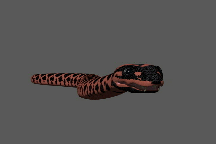 次世代环斑红蛇 写实红莽 蛇-爬行-动物-3356656377