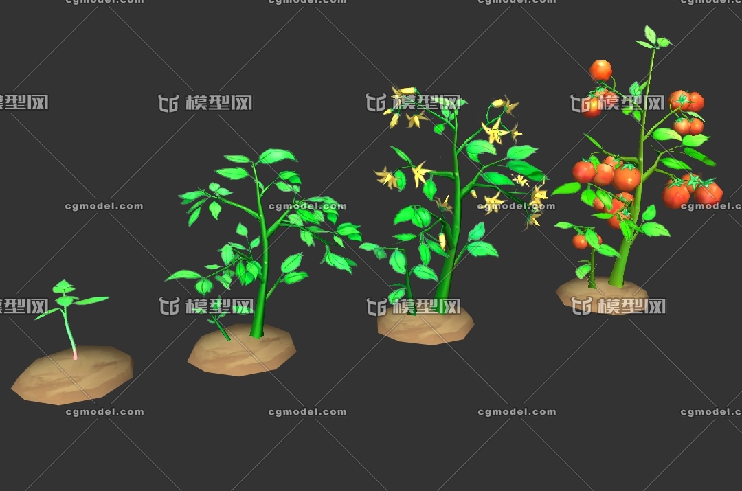 tomatoes幼苗lowpoly西红柿果实西红柿花期番茄植物植株农作物瓜果