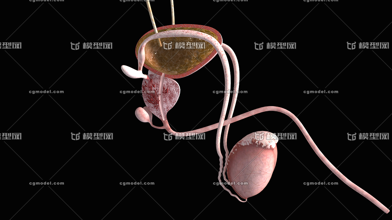 医学动画 肾脏 生殖系统 泌尿系统 性器官 膀胱 尿道 输精管 前列腺