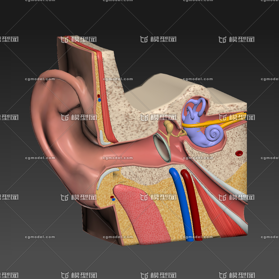 耳朵内部结构剖面 医学模型 解剖模型 虚拟现实模型 耳朵结构